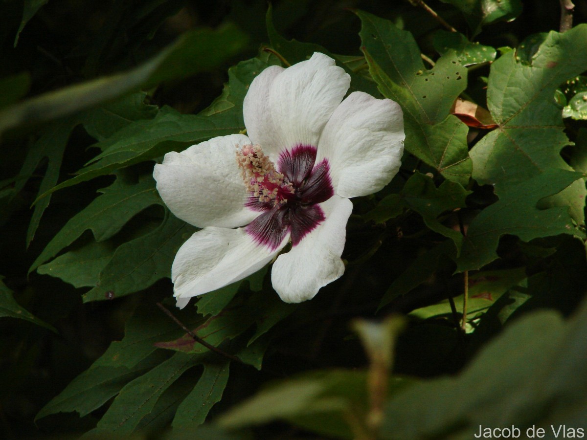 Hibiscus platanifolius (Willd.) Sweet